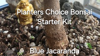 Planters Choice Bonsai Starter Kit  Blue Jacaranda  Bonsai Wiring [upl. by Bowe]