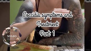 Coccidia Symptoms and Treatment for Chicks [upl. by Carnay152]