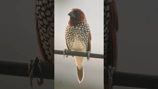 🐥•³⁸ Scalybreasted Munia Lonchura punctulata in Waxbill Munia Family Estrildidae [upl. by Antoinetta]