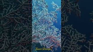 giantgorgonianseafanshortshomeofpygmyseahorsemoalboalcebu🇵🇭 [upl. by Ludwigg903]