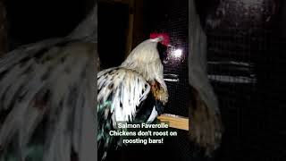 Salmon Faverolle Chickens dont roost on roosting bars [upl. by Weissman67]