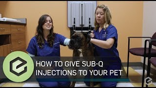 How To Give Prescribed Sub Q Injections to Your Pet [upl. by Adelina]