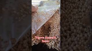 Trigona clypearis supershort [upl. by Ahselat457]