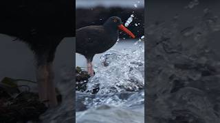 I’ve seen black oystercatchers take some splashes before but never really ride out a flow of water [upl. by Cailean]