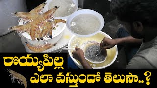 Vannamei Prawn Seed  రొయ్య పిల్లల్ని ఈ విధంగా ప్యాకింగ్‌ చేస్తారు ‌ Prawn Seed Processing plant [upl. by Ahsinnor]