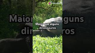 O Segredo da Tartaruga Gigante de Galápagos Sobrevivendo por 150 Anos curiosidades animals [upl. by Weiner36]