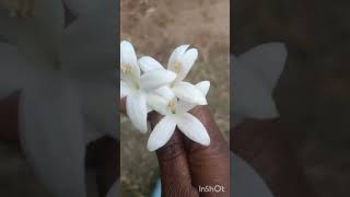 மரமல்லிகை  பண்ணீர் மரம் 🥰💕❤️ Indian Cork Tree  Millingtonia Hortensis  Tree Jasmine gardening [upl. by Atikel]