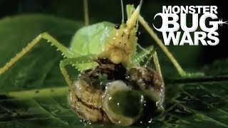 Most Savage Katydid Attacks  MONSTER BUG WARS [upl. by Alad]