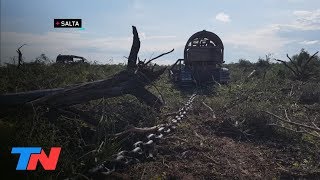 Depredadores el desmonte de hectáreas en chaco salteño  EL INVESTIGA [upl. by Gladi]