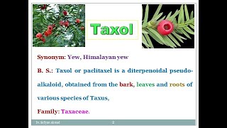 Industrial production estimation and utilization of Taxol Paclitaxel [upl. by Buck]