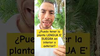 ¿Puedo tener la planta LENGUA E SUEGRA en interior o exterior [upl. by Hesoj489]