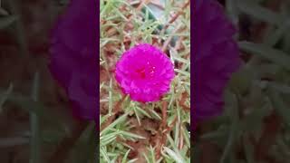 Portulaca grandiflora flower shortvideos 🌷💗💖⚘🌺🌸💮❤viral [upl. by Alaecim]