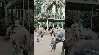 Thekkady elephant ride shortfeed tourisminkerala travel keralatourismofficial [upl. by Palgrave243]