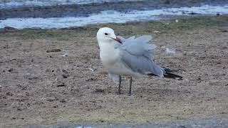 Audouins Gull Gabbiano Corso Ichthyaetus audouinii [upl. by Arabele]