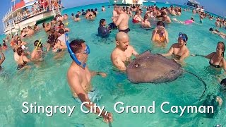 Stingray City Grand Cayman [upl. by Vrablik]