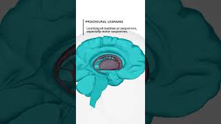 Functions of Basal Ganglia brain humanbrain medical biology [upl. by Waki]