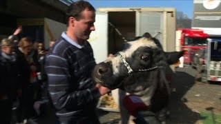 Salon de lAgriculture arrivée de la vache égérie quotImminencequot [upl. by Gilbertson60]