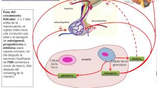 eje hipotalamo hipofisis ovario [upl. by Keely]