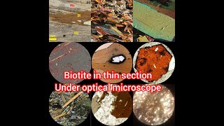 identification of biotite mineral in thin section under optical microscope petrography biotite [upl. by Bertina]