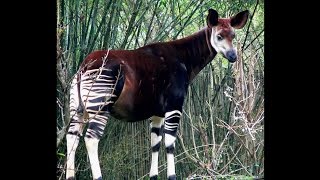 Focus on Species Okapi Okapia johnstoni [upl. by Arhez]