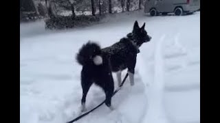 Karelian Bear Dog plays in the snow [upl. by Yr]