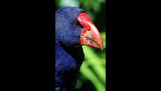 The Takahē Bird Song of New Zealand 🎶🐦 [upl. by Hime]