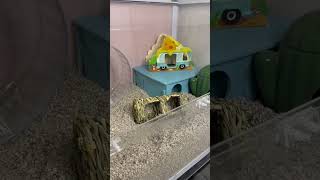 How to Clean your Hamster Enclosure  Cleaning Tips for Hamster Homes  Hamster Care  Pets [upl. by Atnoek]