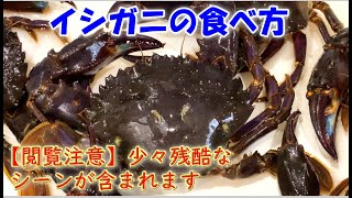 【閲覧注意】調理法が少々残酷『イシガニ』の食べ方！【追伸】直接ガブリ！ちゅーちゅー・・・ [upl. by Decker]