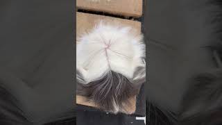 How do these long haired guineas see where they are going Peruvian guinea pigs are amazing [upl. by Nylave]