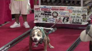 Hawaiis Strongest Pit Bull Competition [upl. by Onitsuaf]