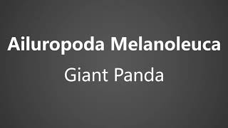 How To Pronounce Ailuropoda Melanoleuca  Giant Panda [upl. by Midis]