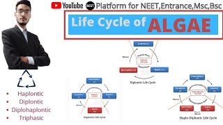 Life cycle of algae haplonticdiplontic and haplo diplontic life cycle by manjeet Yadav [upl. by Nnayram]