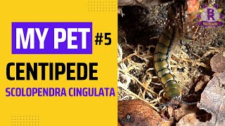 My PET Centipede  Scolopendra cingulata [upl. by Mylander]