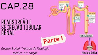 Cap28 Reabsorção e secreção tubular renal Parte I [upl. by Cam]