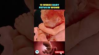 A life growing inside the womb  15 weeks fetus  Fetal growth baby shorts life [upl. by Handbook732]