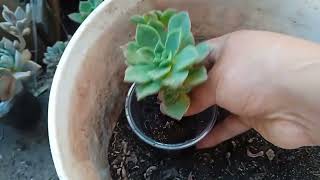 un poco sobre aeonium haworthii con recopilación de videos succulents aeonium [upl. by Nelyaw]