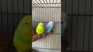 Most Beautiful Budgies Song  Parakeets Singing and Chirping in Cage [upl. by Eitac18]