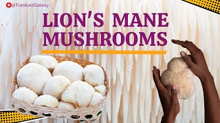 Why Lions Mane Mushrooms Are a Superfood You Need to Try [upl. by Osher585]