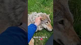 Frøya one of the wolves at Polar park 😁🐺 youtubecreatorcommunity [upl. by Sej]