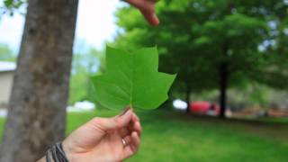 The American Tulip Tree [upl. by Richma]