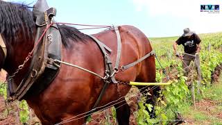 Le cheval de trait et la vigne traction animale [upl. by Adali]