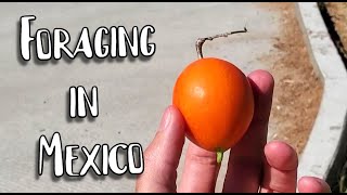 An Ibervillea Fruit Grows in Mexico  Weird Fruit Explorer [upl. by Sorips]