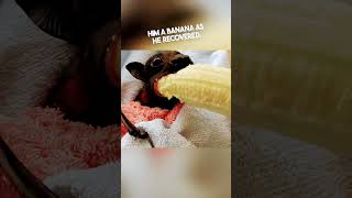 bat eating banana 🍌🦇 batfamily animals viral wholesome [upl. by Andra]