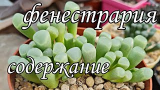 Фенестрария Fenestraria как выращивать в квартире Полив фенестрарии [upl. by Narhem218]