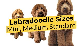 What Labradoodle Size is Best 🐶 Mini 🐶 Medium 🐶 Standard [upl. by Leinaj629]