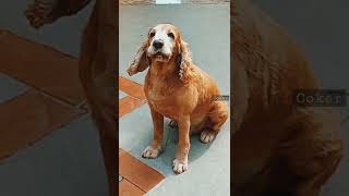 English Spaniel Cocker Barking [upl. by Locke]