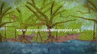 This is a Mangrove [upl. by Wanda]