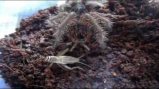 Tarantula Feeding Video 41  Finishing Off the leftovers [upl. by Freeborn48]