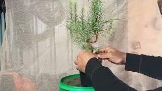 Pinus nigra  Austrian black pine bonsai from seed [upl. by Woodcock525]