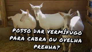 PODE DAR VERMÍFUGO PARA CABRA OU OVELHA PRENHA [upl. by Madox]